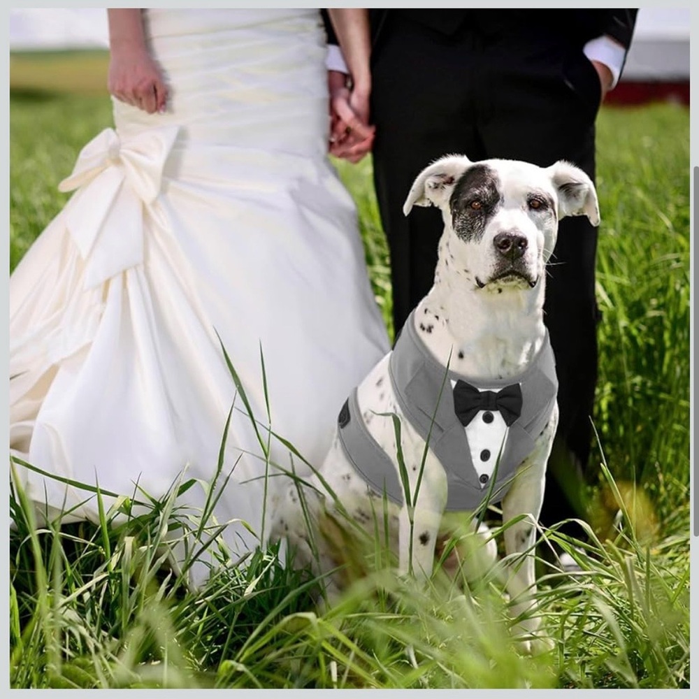 Gray Tuxedo Dog Harness. Adjustable and No Pull.Wedding Suit or‎ Costume